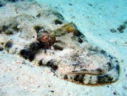 Crocodile fish. Canon A95 with flash. by Adrian Newell 